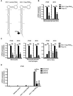 Synthetic Abortive HIV-1 RNAs Induce Potent Antiviral Immunity